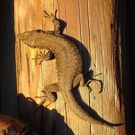 Haus Mosella * Cochem