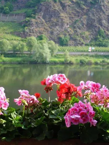 Haus Mosella * Cochem