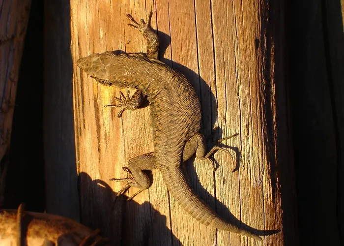 Haus Mosella * Cochem